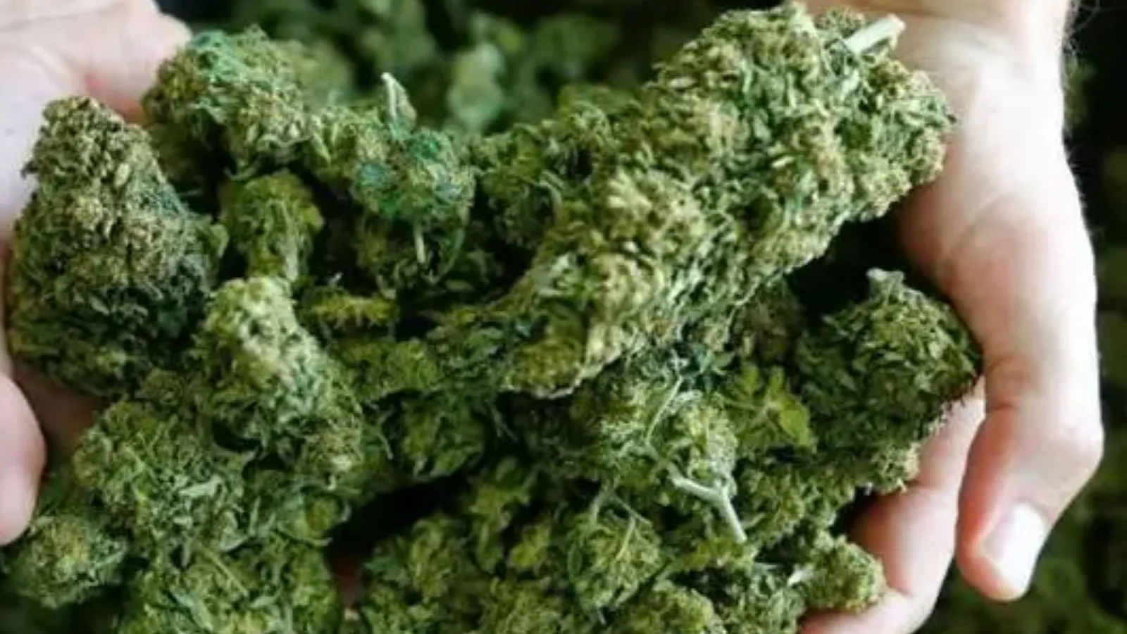 162 Kg Ganja Seized in Kalahandi, One Arrested with Minor