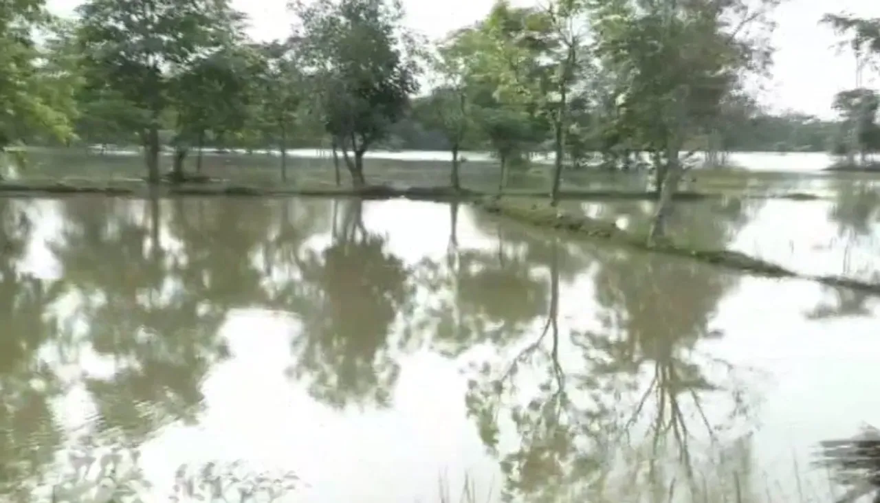 Sand deposits bury paddy fields in Subarnapur after Odisha floods, farmers face loss
