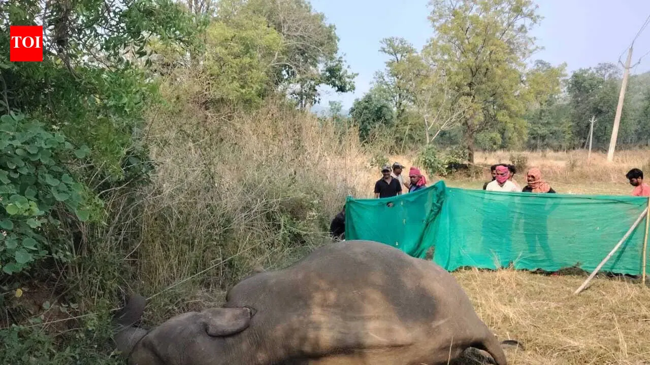 Sambalpur elephant death, ABVP protests at Ravenshaw University, waterlogging crisis dominate 3PM headlines