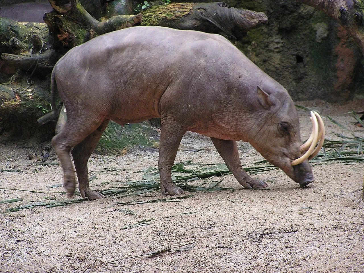 Wild Boar Poachers Brought to Justice in Nuapada