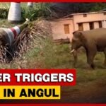 A wild elephant in Odisha's forest landscape