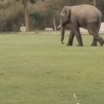 Lone tusker enters Angul town, triggers panic among residents