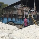 Farmers working in a cotton field in Odisha