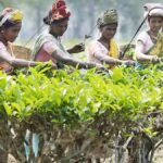 tea plantation in Odisha India landscape