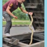 Three Venomous Snakes Rescued From Well In Odisha’s Sundargarh